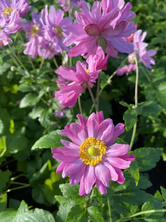 Anemone hupehensis var. japonica 'Pamina'