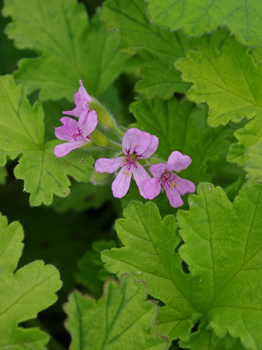 Pelargonium 'Attar of Roses'