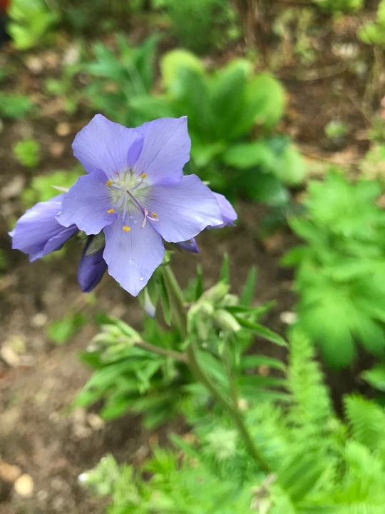 Polemonium caeruleum