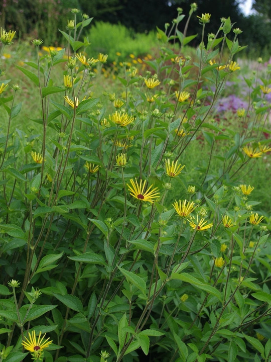 Rudbeckia subtomentosa 'Henry Eilers'