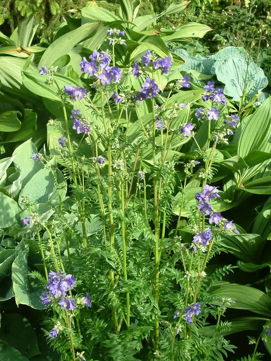 Polemonium caeruleum