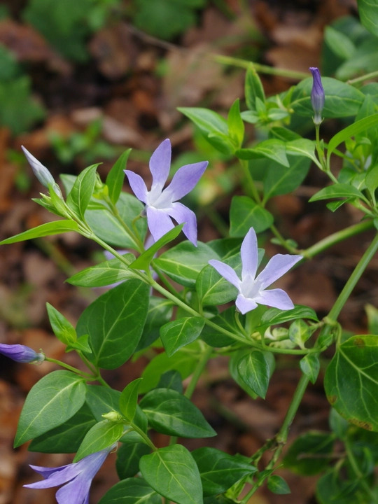 Vinca difformis subsp. sardoa