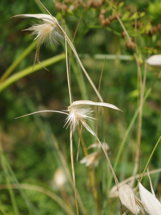 Lygeum spartum