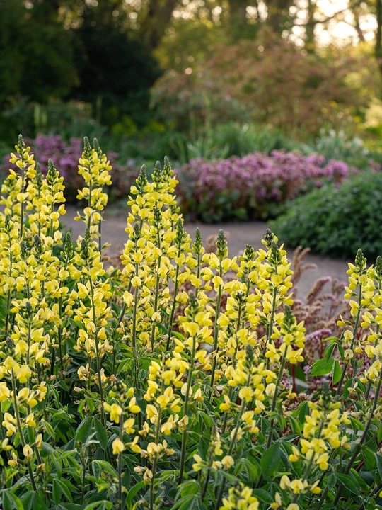 Thermopsis lupinoides
