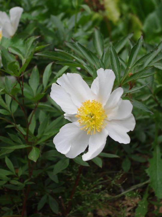 Paeonia lactiflora hybrids 