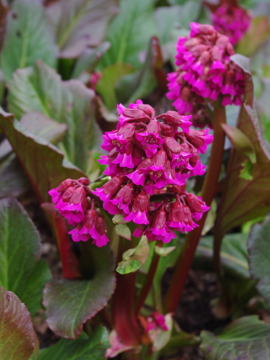 Bergenia 'Abendglocken'