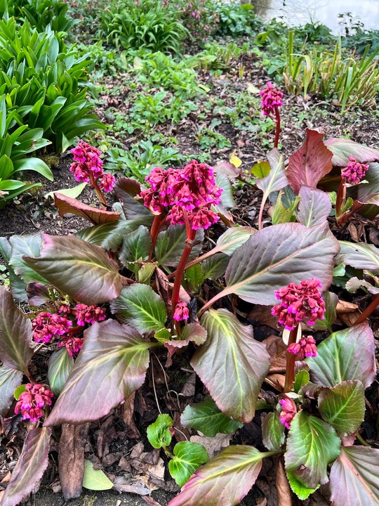 Bergenia 'Abendglocken'