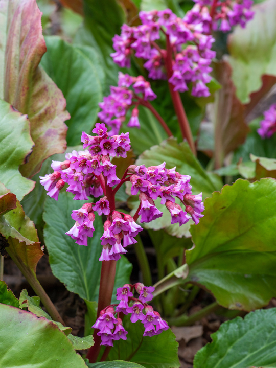 Bergenia 'Ballawley'