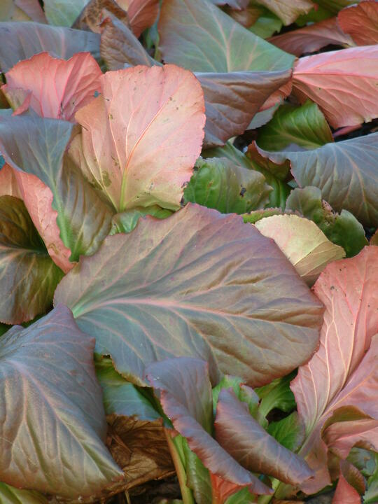 Bergenia 'Ballawley'