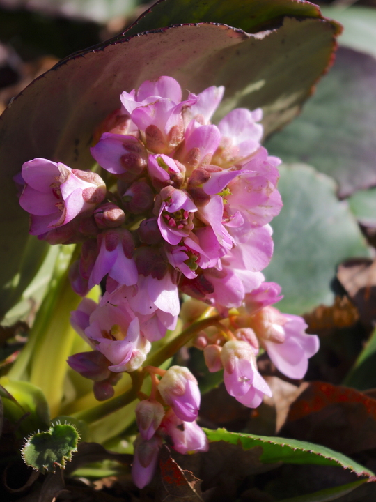 Bergenia 'Barcock'