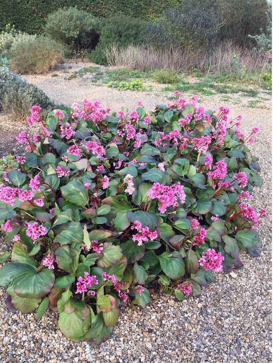Bergenia 'Barcock'
