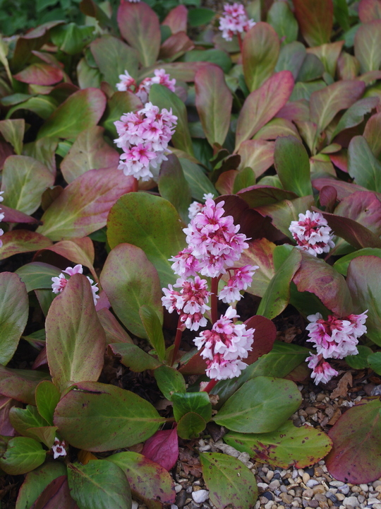 Bergenia 'Beethoven'