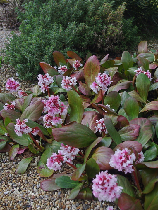 Bergenia 'Beethoven'