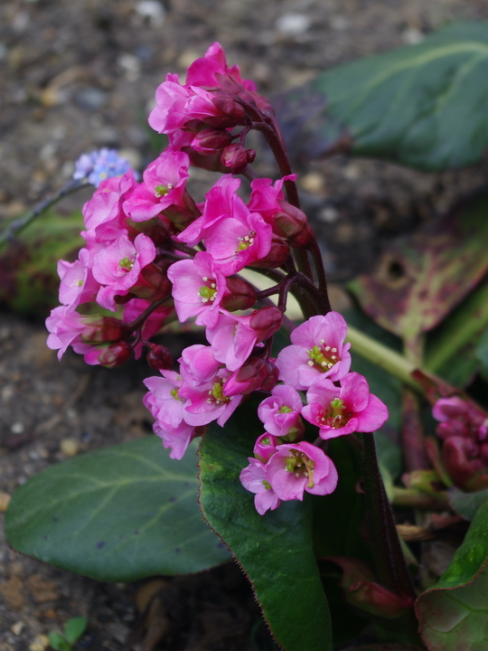 Bergenia 'Bressingham Salmon'