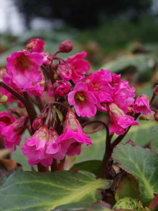 Bergenia 'Bressingham Salmon'