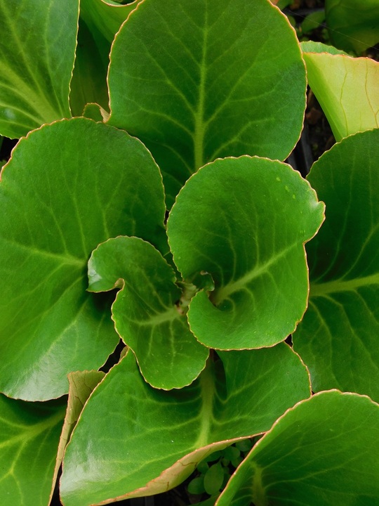 Bergenia 'David'