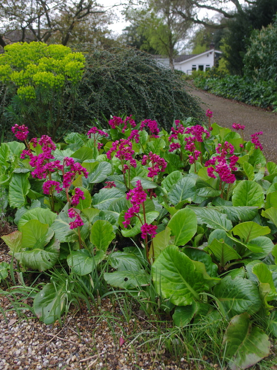 Bergenia 'Margery Fish'
