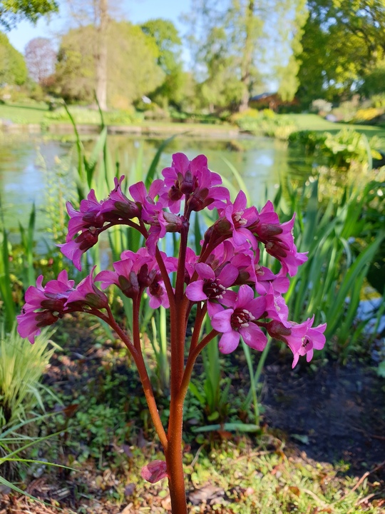 Bergenia 'Margery Fish'