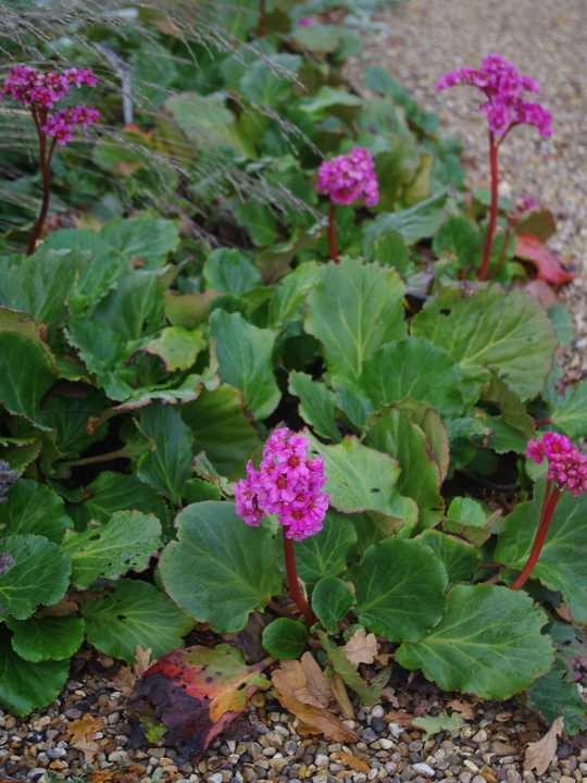 Bergenia 'Morgenröte'