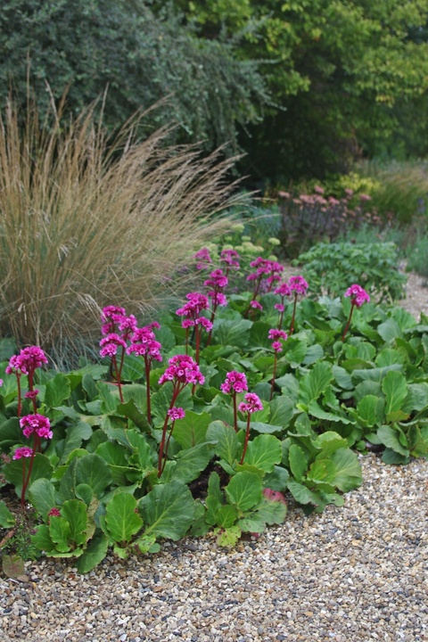 Bergenia 'Morgenröte'