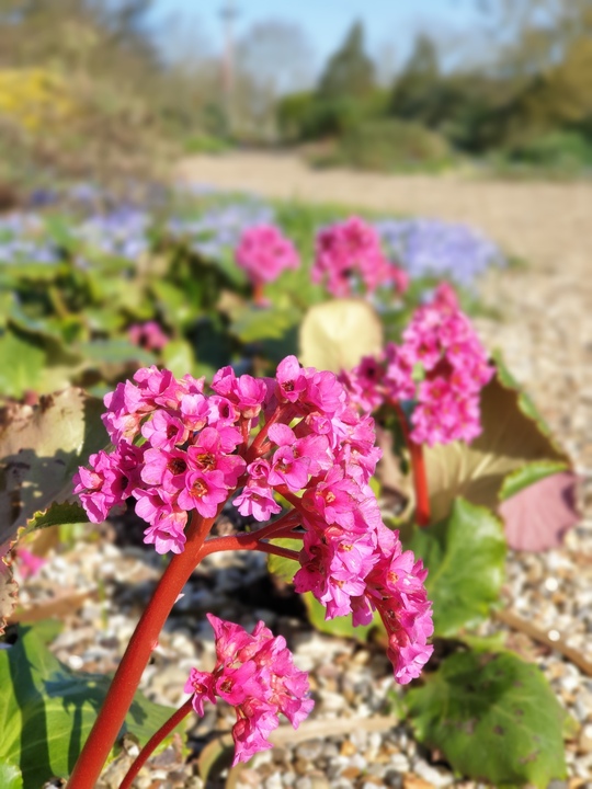 Bergenia 'Morgenröte'