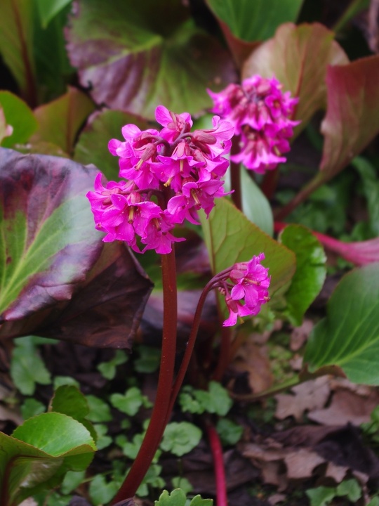 Bergenia 'David'