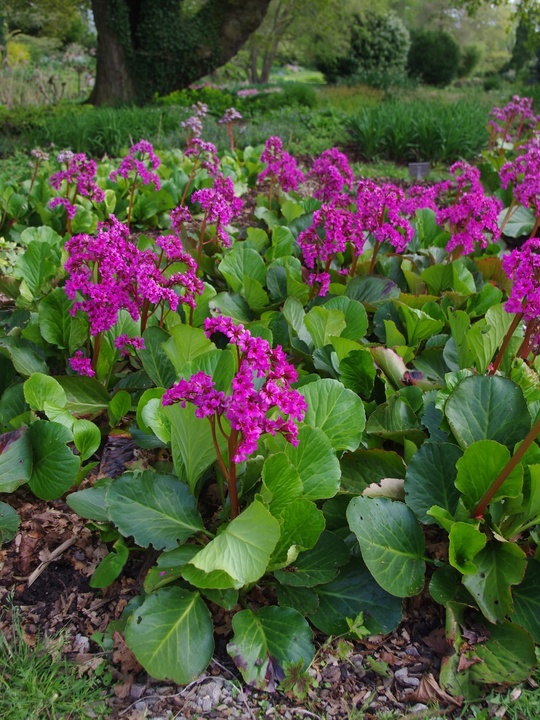 Bergenia 'Pugsley's Pink'