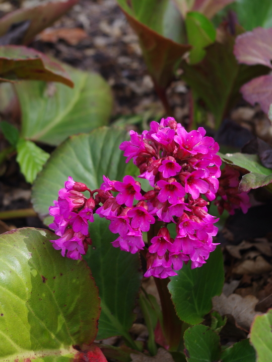 Bergenia 'Pugsley's Pink'