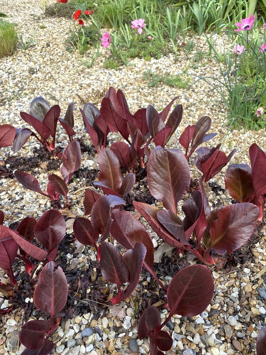 Bergenia purpurascens 'Irish Crimson'