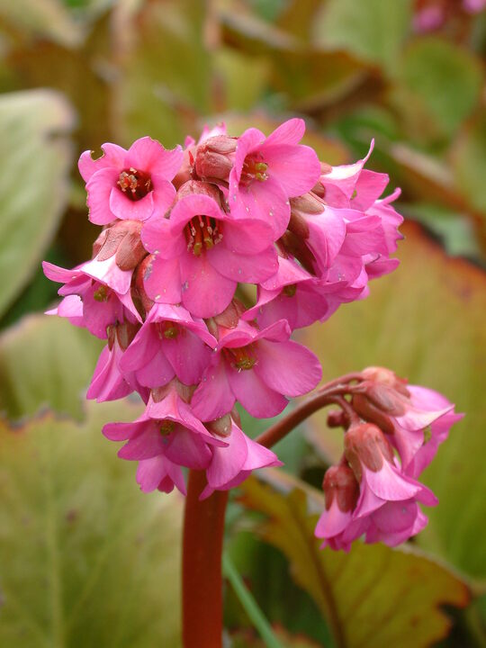 Bergenia 'Sunningdale'