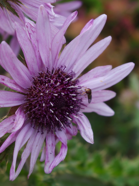 Berkheya purpurea 