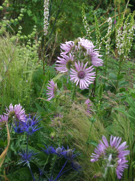 Berkheya purpurea 