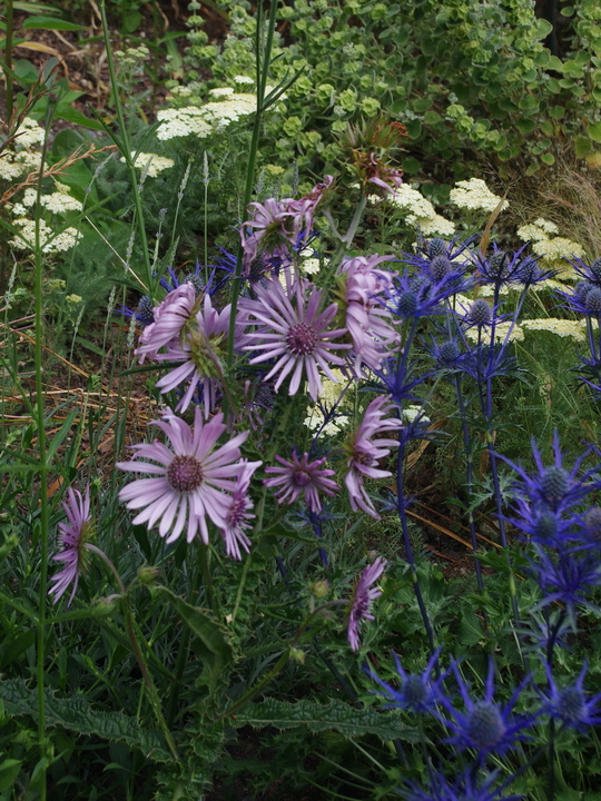 Berkheya purpurea 