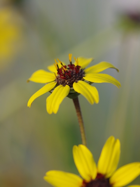 Berlandiera lyrata 