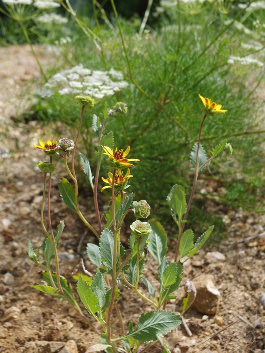 Berlandiera lyrata 