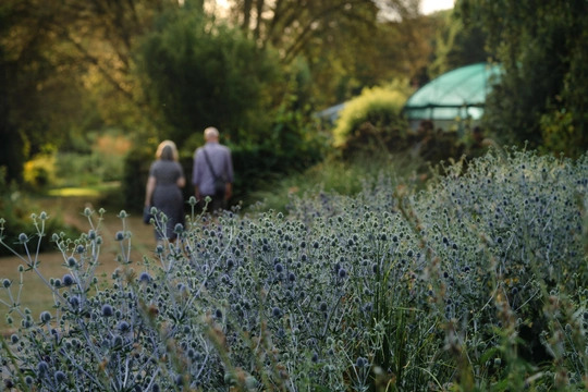 Summer Solstice in the Garden