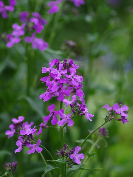 Hesperis matronalis