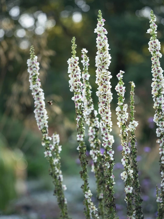 Verbascum chaixii