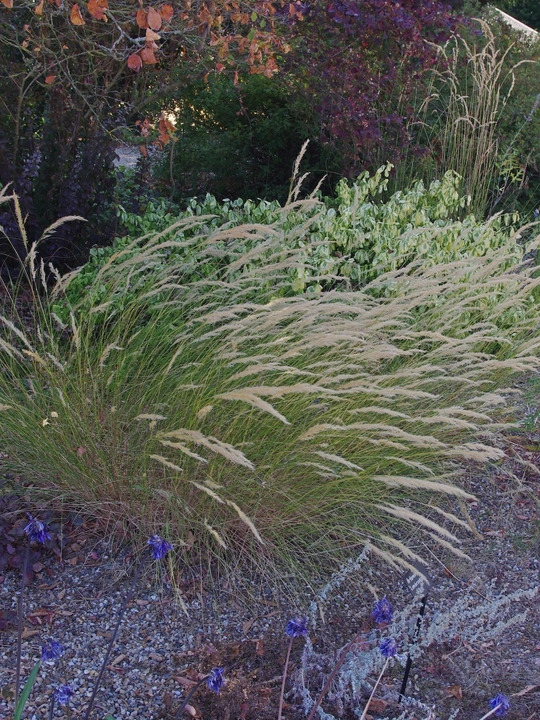 Stipa calamagrostis