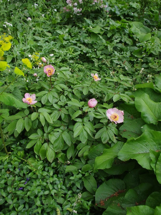 Paeonia 'Avant Garde'