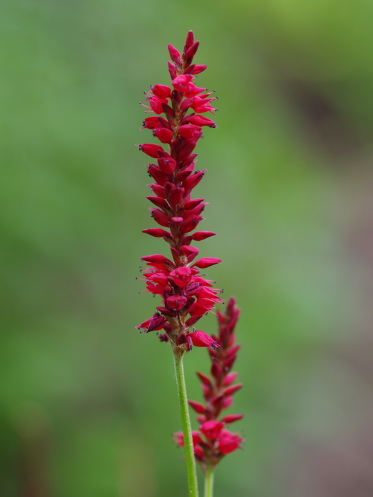 Bistorta amplexicaulis 'Anne's Choice' - Beth Chatto's Plants & Gardens