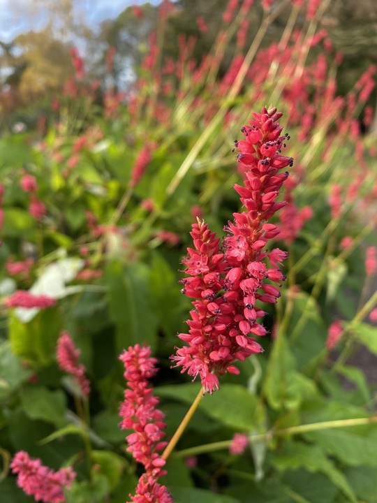 Bistorta amplexicaulis 'Arends Stolz'