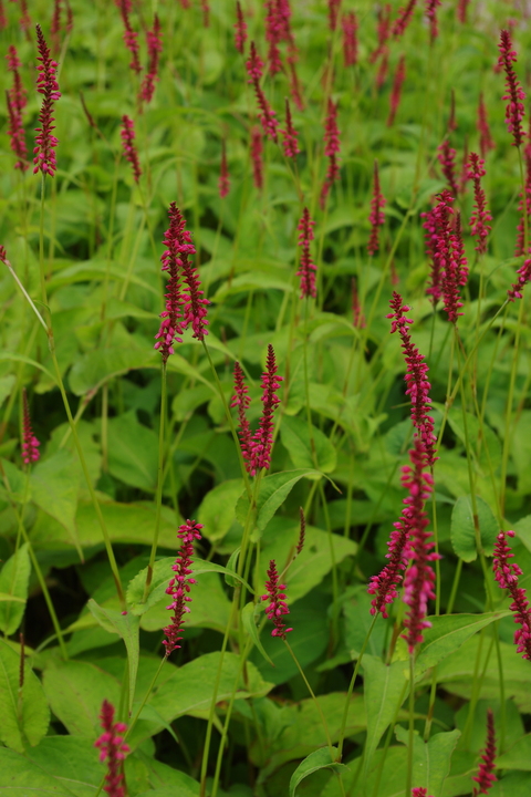 Bistorta amplexicaulis 'Arends Stolz'