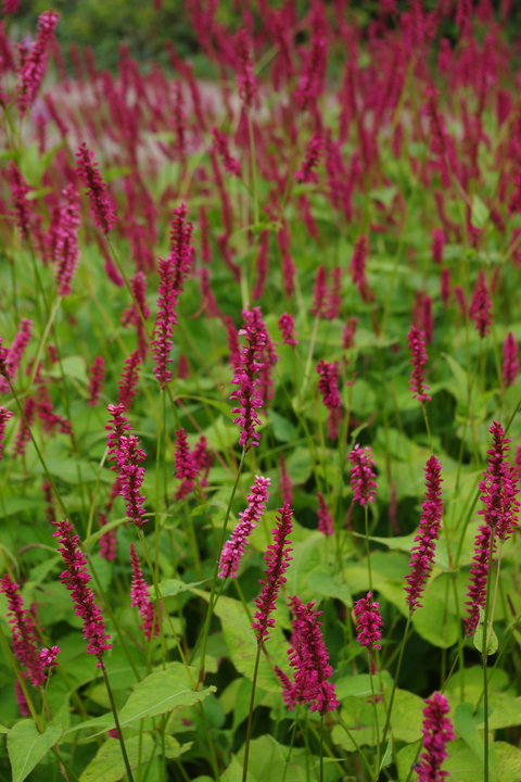 Bistorta amplexicaulis 'Atrosanguinea'