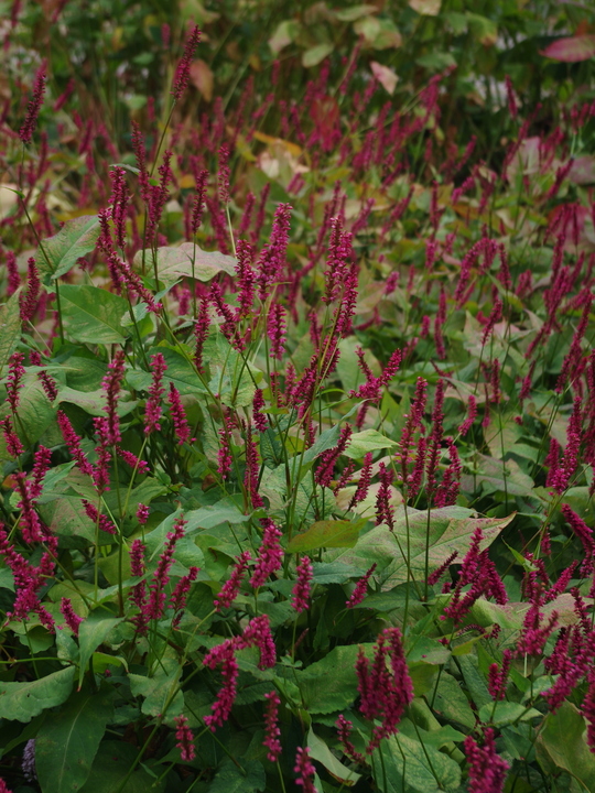 Bistorta amplexicaulis 'Atrosanguinea'