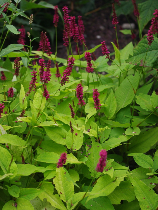 Bistorta amplexicaulis 'Golden Arrow'