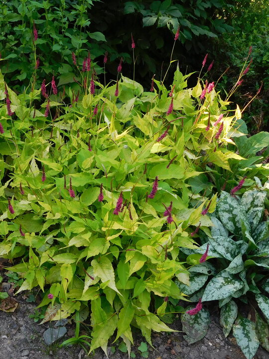 Bistorta amplexicaulis 'Golden Arrow'