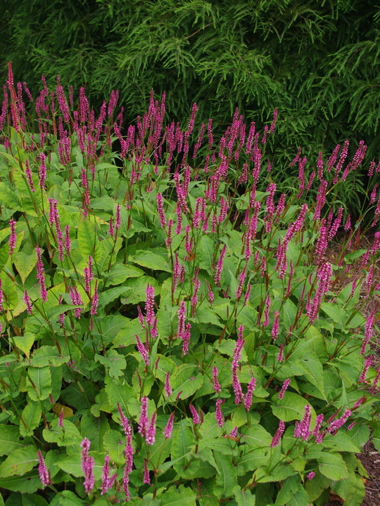 Bistorta amplexicaulis 'Rubie's Pink'