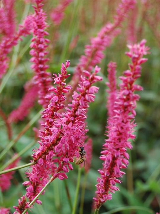 Bistorta amplexicaulis 'Rubie's Pink'