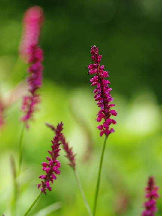 Bistorta amplexicaulis [Taurus] ('Blotau')